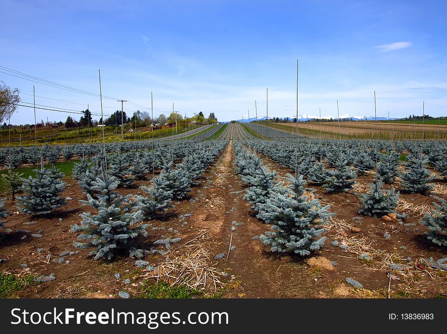 A row of small trees on a farm in rural Oregon. A row of small trees on a farm in rural Oregon.