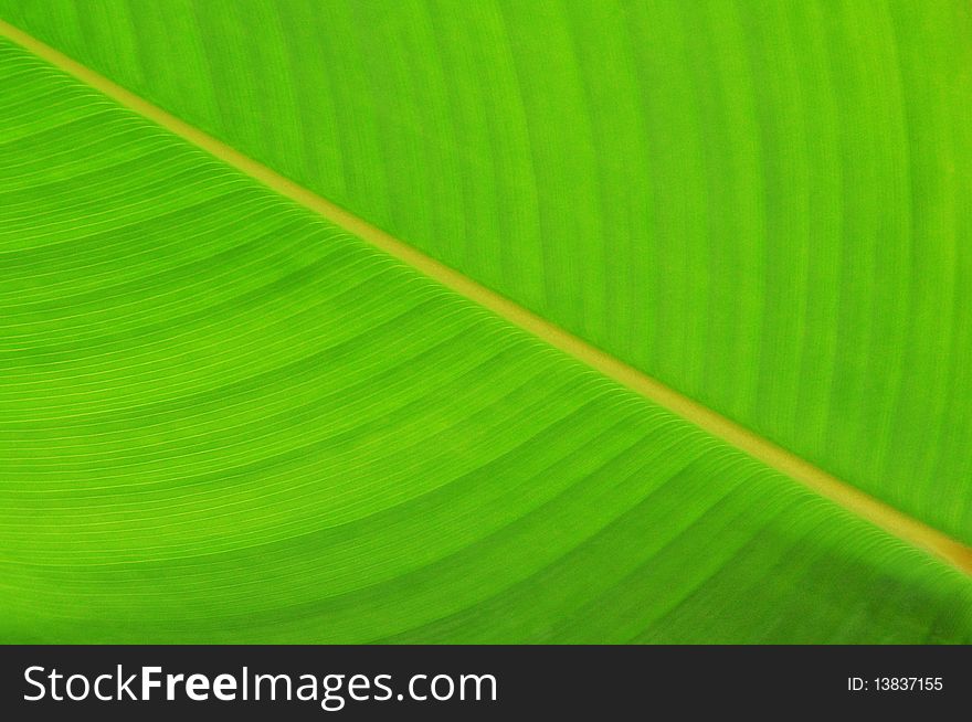 Structure Of A Green Leaf