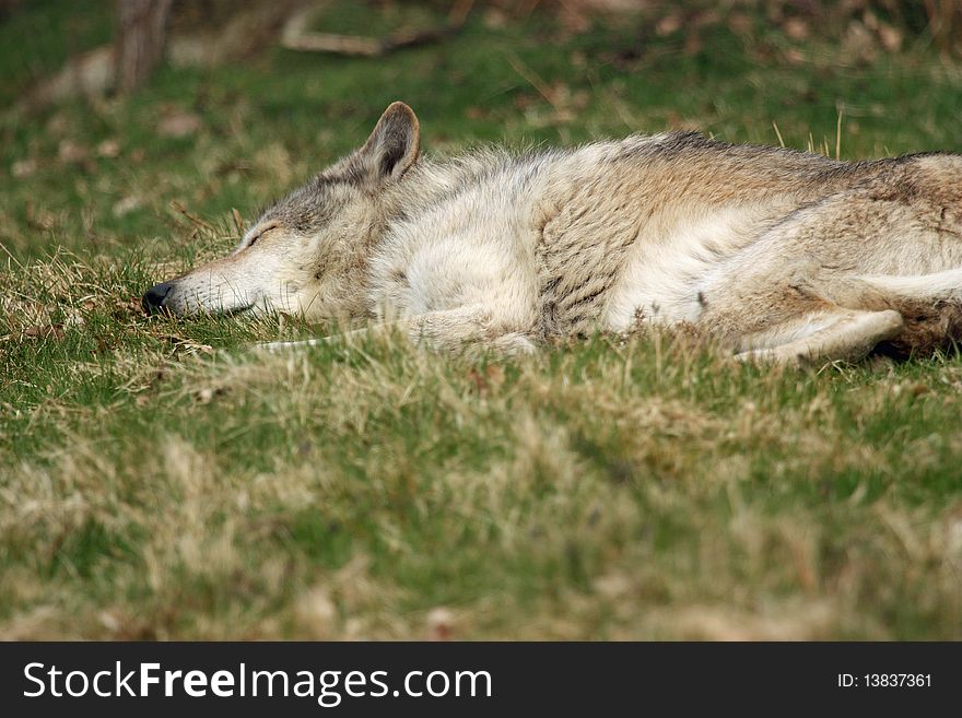 Wolf sleeping during heat of the day. Wolf sleeping during heat of the day