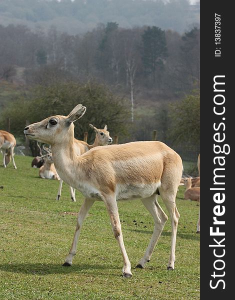 Blackbuck deer during heat of the day. Blackbuck deer during heat of the day