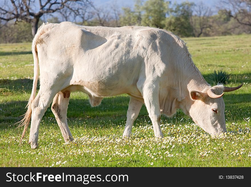 Cow with little horns in the field. Cow with little horns in the field