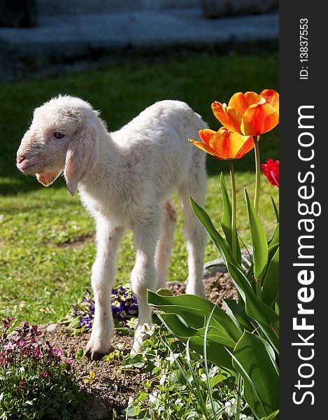 Lambkin in the garden with tulips flowers. Lambkin in the garden with tulips flowers