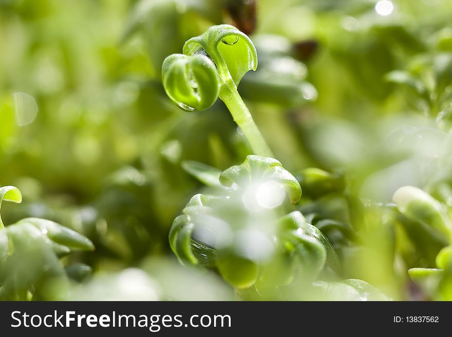 Green leafs of cress macro. Green leafs of cress macro.