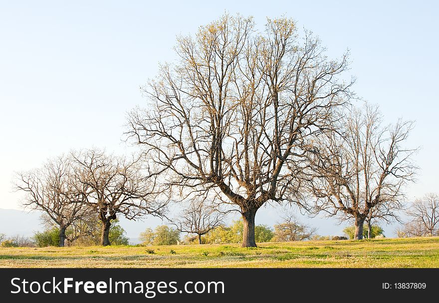 Spring begins. Beautiful landscape with trees starting to sprout