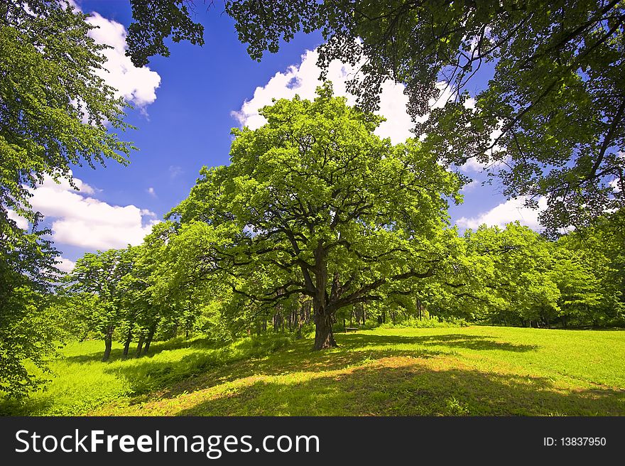 Beautiful tree in a national park