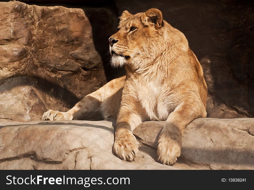 A lioness lying on the edge of a stone rock