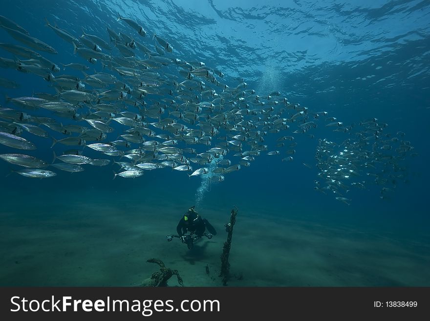 Mackerel school feeding taken in the Red Sea.