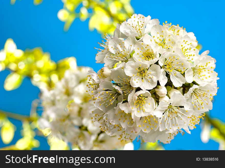 Cherry blossom with leafs and light background