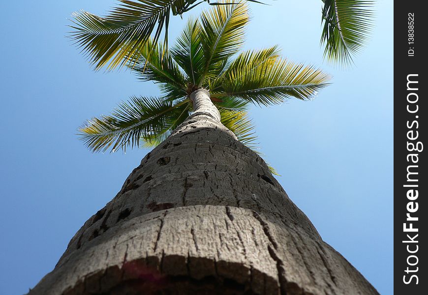 Looking skyward next to a palm tree in the Dominican Republic