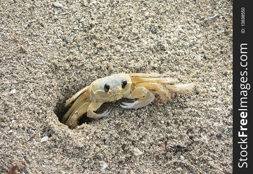 A cheeky crab peeping out of its den on the beach. A cheeky crab peeping out of its den on the beach