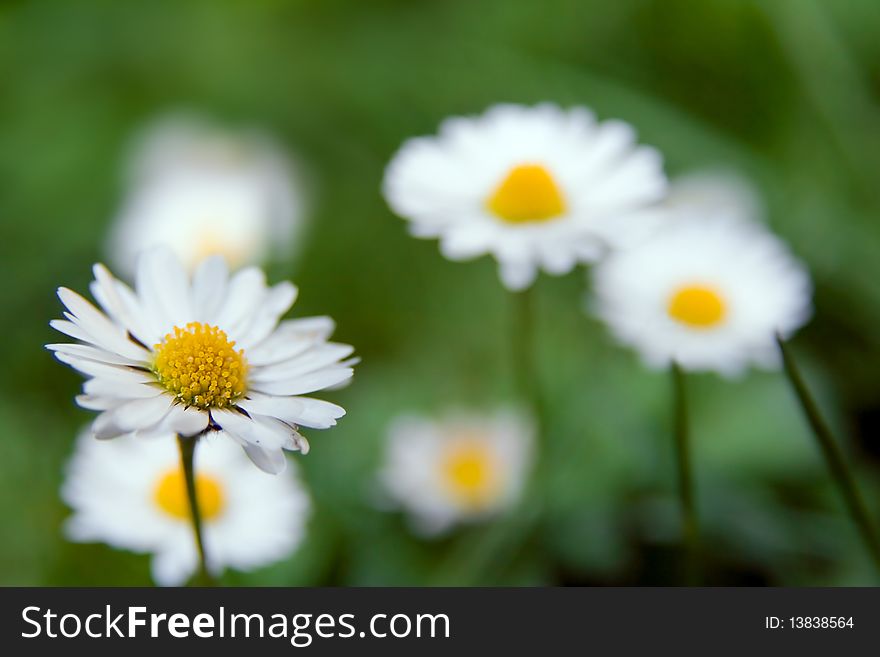 Daisies in the grass - spring time