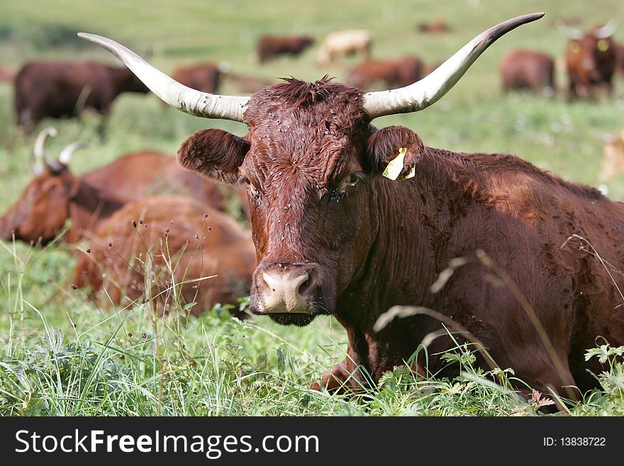 Cattle breeding on the meadow. Cattle breeding on the meadow