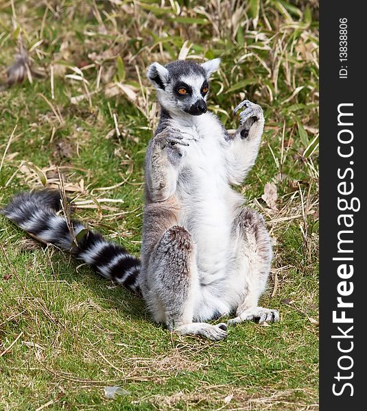 Ring Tailed Lemur Sitting In The Grass