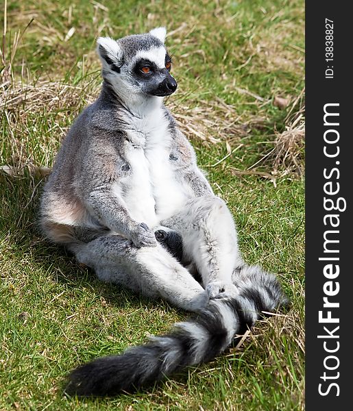 Ring tailed lemur sitting in a green grass field. Ring tailed lemur sitting in a green grass field