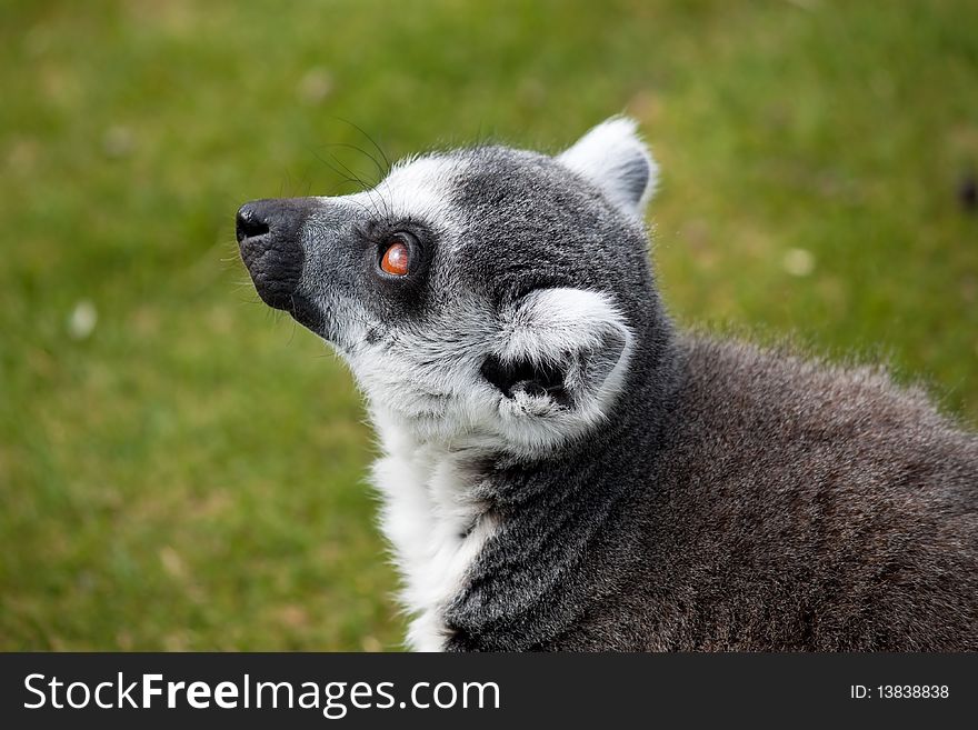 Ring tailed lemur looking up with a blurred backgrounf