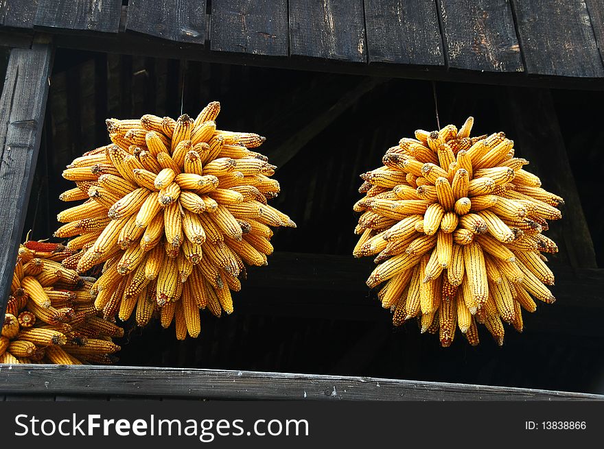 Golden-yellow round corn clusters drying under roof