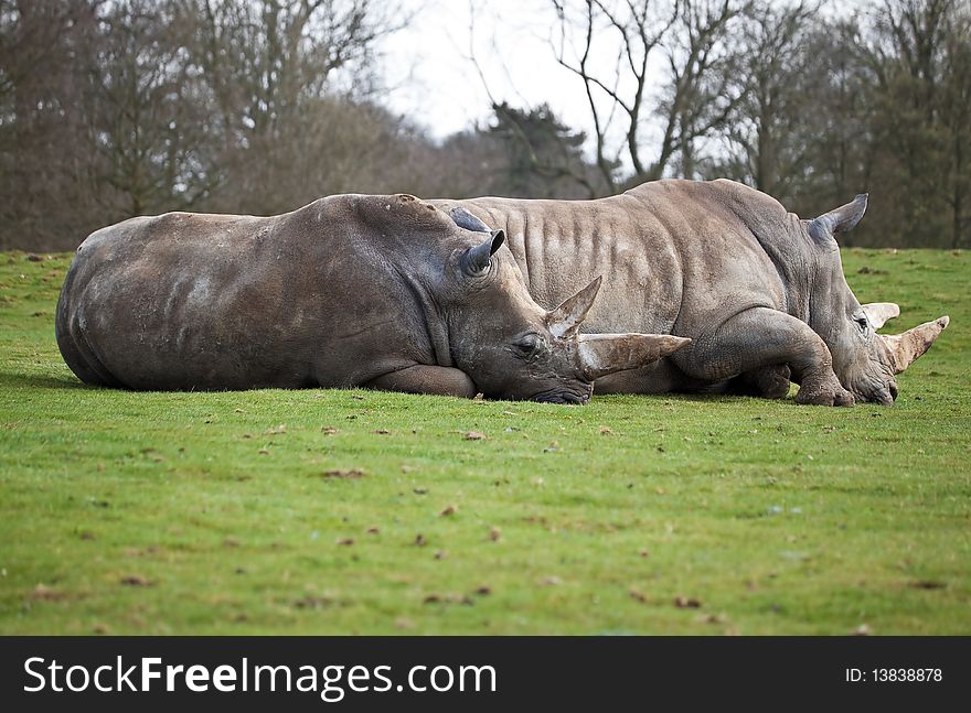 A couple of white rhinos lying in a green field