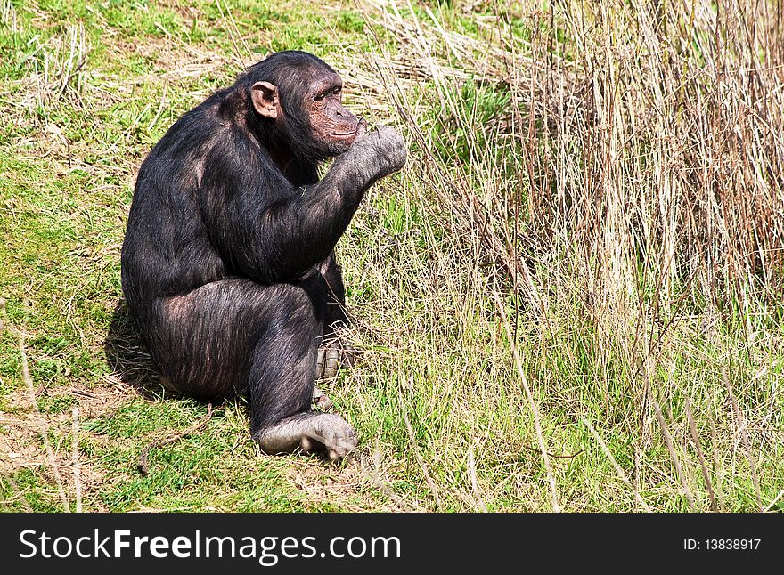 Chimpanzee eating fresh green stems