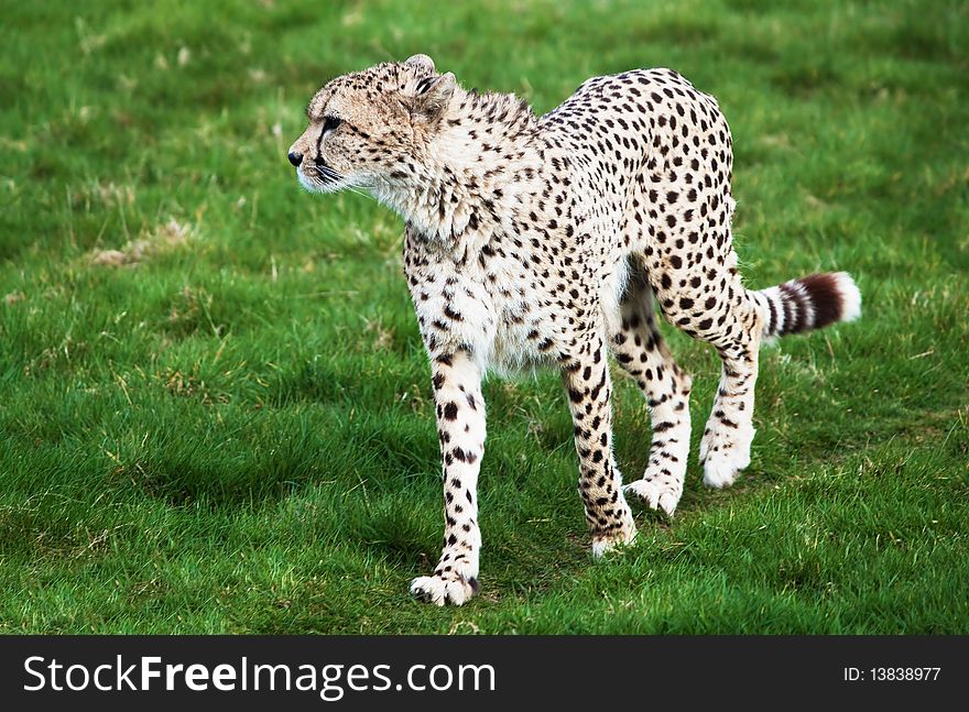 Beautiful cheetah walking in a green grass field. Beautiful cheetah walking in a green grass field