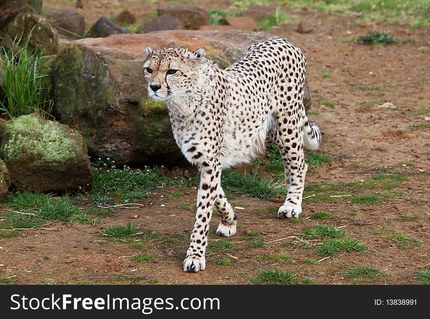 Beautiful cheetah in a field with big rocks and some grass. Beautiful cheetah in a field with big rocks and some grass