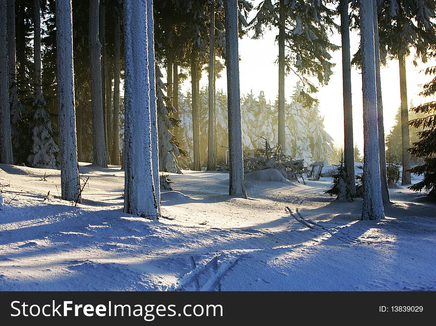 Sunshine trough the forest at winter time. Sunshine trough the forest at winter time
