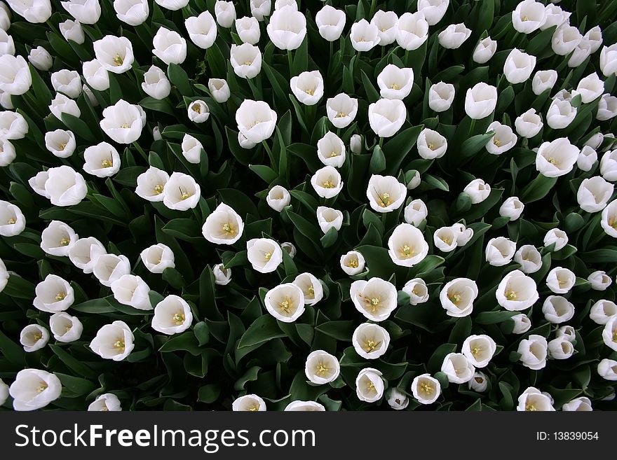 A wiew from white tulip garden in spring. A wiew from white tulip garden in spring.