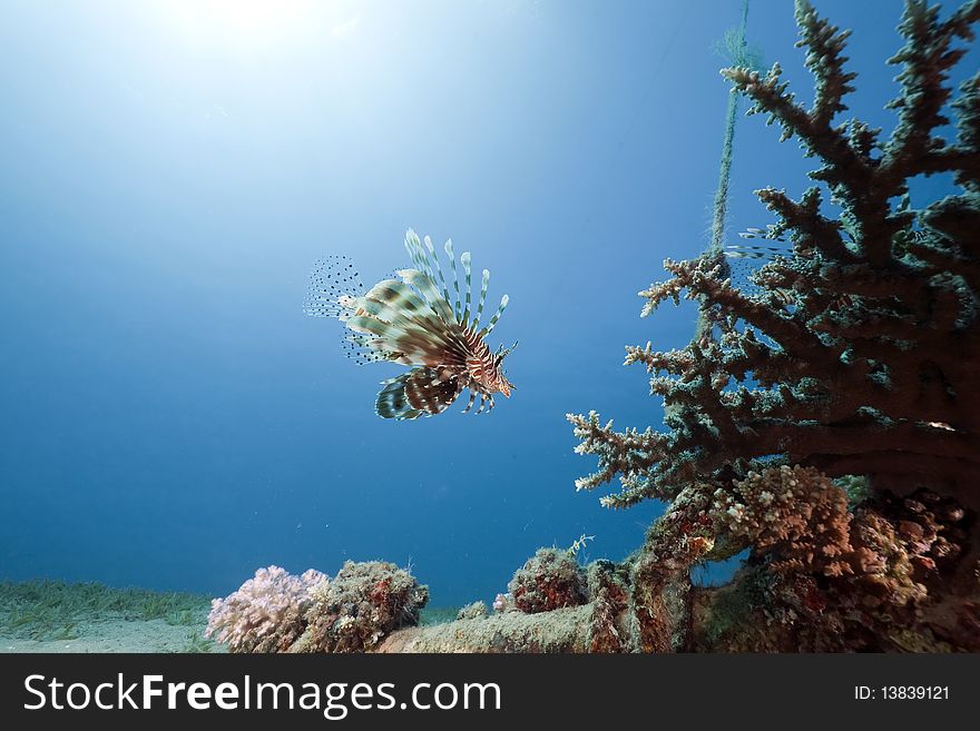 Lionfish, coral and ocean taken in the Red Sea.