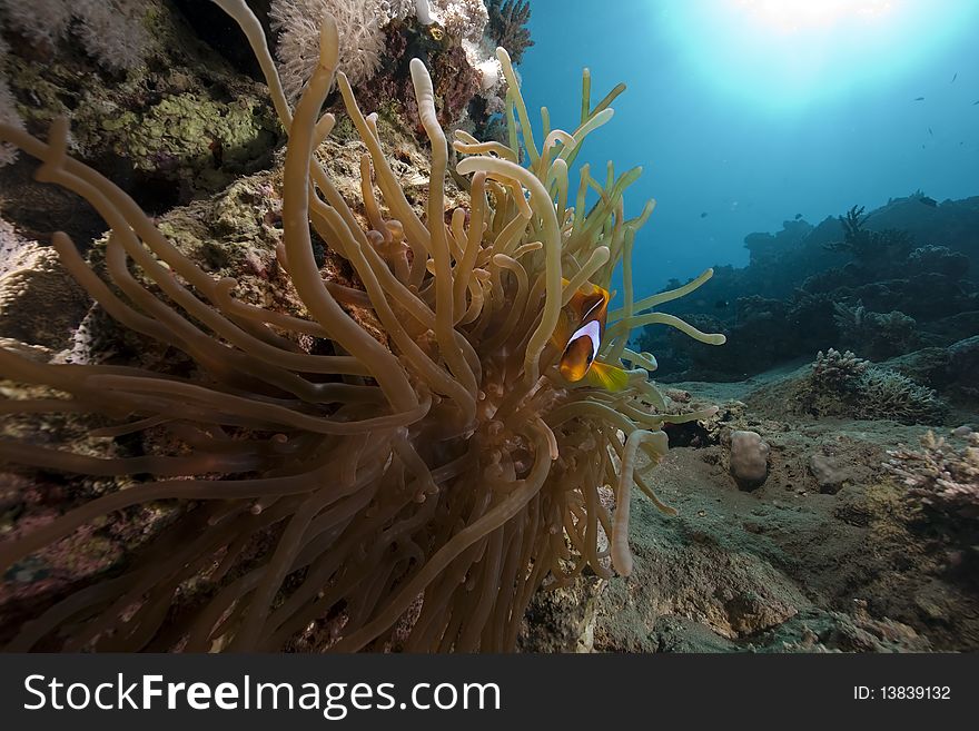 Anemone and anemonefish taken in the Red Sea.