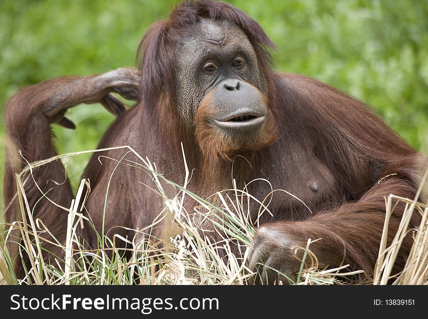 An orangutan sits among grasses.