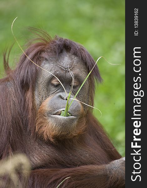 An orangutan is eating grasses.