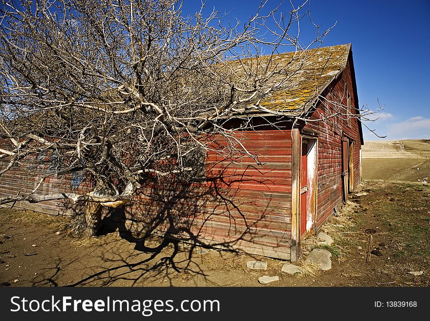 Old barn dried tree wide angle closeup with blue sky background