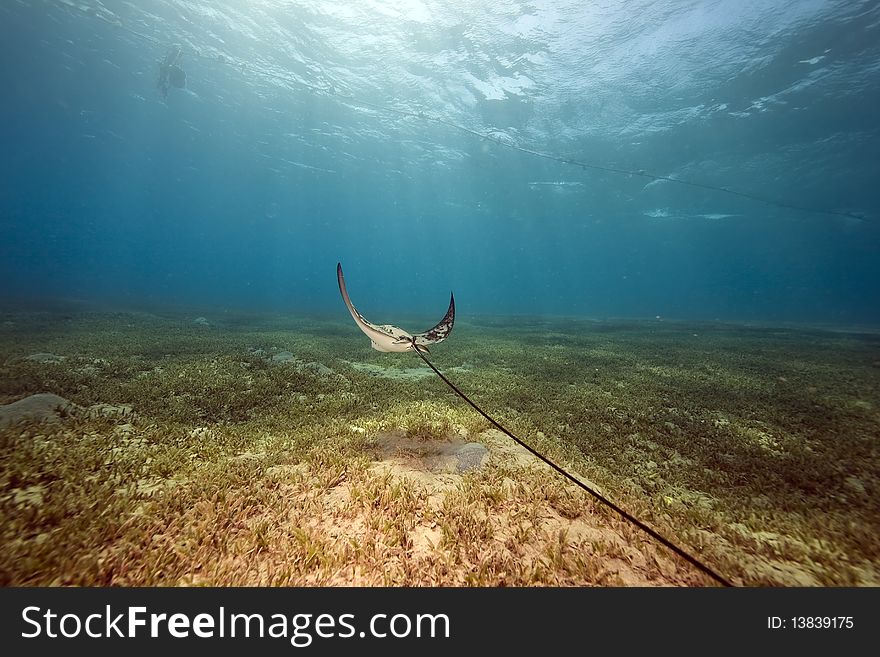 Eagle ray and ocean taken in the Red Sea.