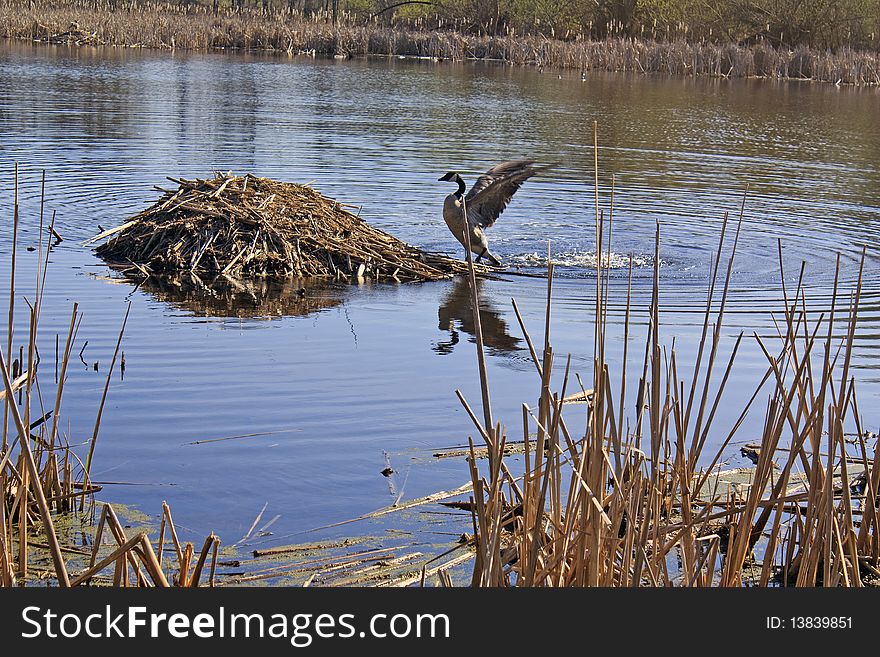 Goose approaching muskrat lodge