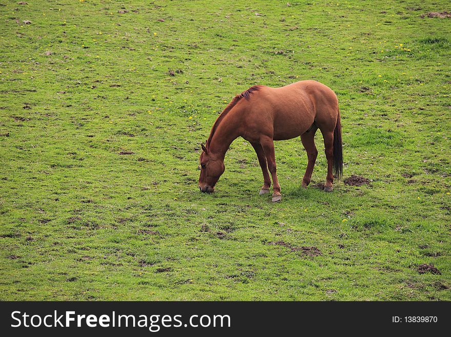 Grazing horse in a field.