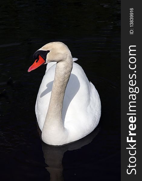 Male white swan swimming in lake