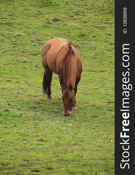 Grazing horse in a field.