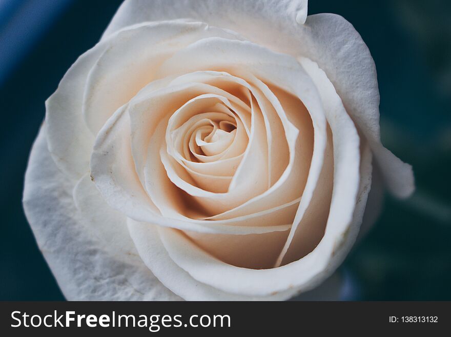 White rose. White wedding rose close up isolated on dark background.