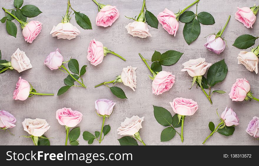 Floral pattern made of pink and beige roses on white background. Flat lay, top view. Valentine`s background. Floral pattern made of pink and beige roses on white background. Flat lay, top view. Valentine`s background