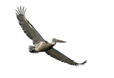 Dalmatian Pelican Stock Photo Dalmatian Pelican Stock Photo