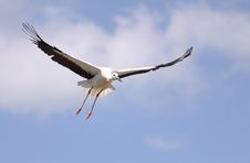 Flying Stork Stock Photo Flying Stork Stock Photo