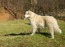 Romanian Shepherd Dog Stock Images
