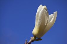 White Magnolia Royalty Free Stock Photos White Magnolia Royalty Free Stock Photos