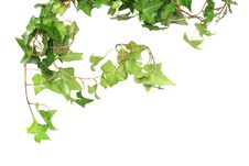 Green Ivy Stock Image Green Ivy Stock Image