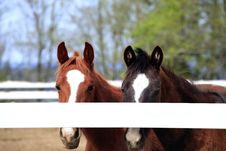 Horses Behind A Fence. Royalty Free Stock Image Horses Behind A Fence. Royalty Free Stock Image