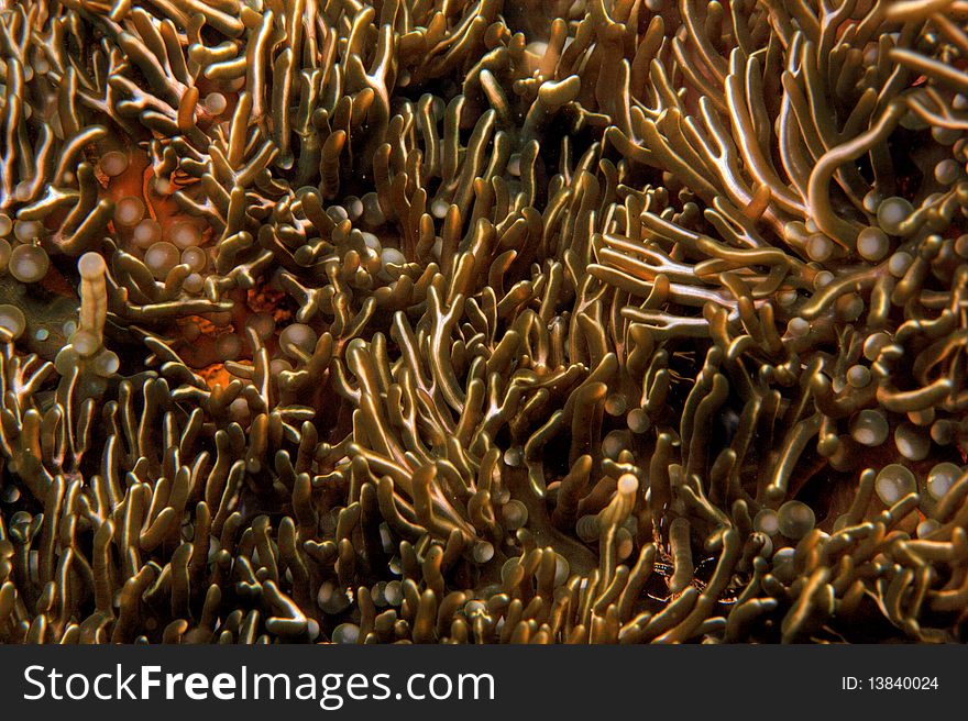 Branching Anemone in crevise on coral reef