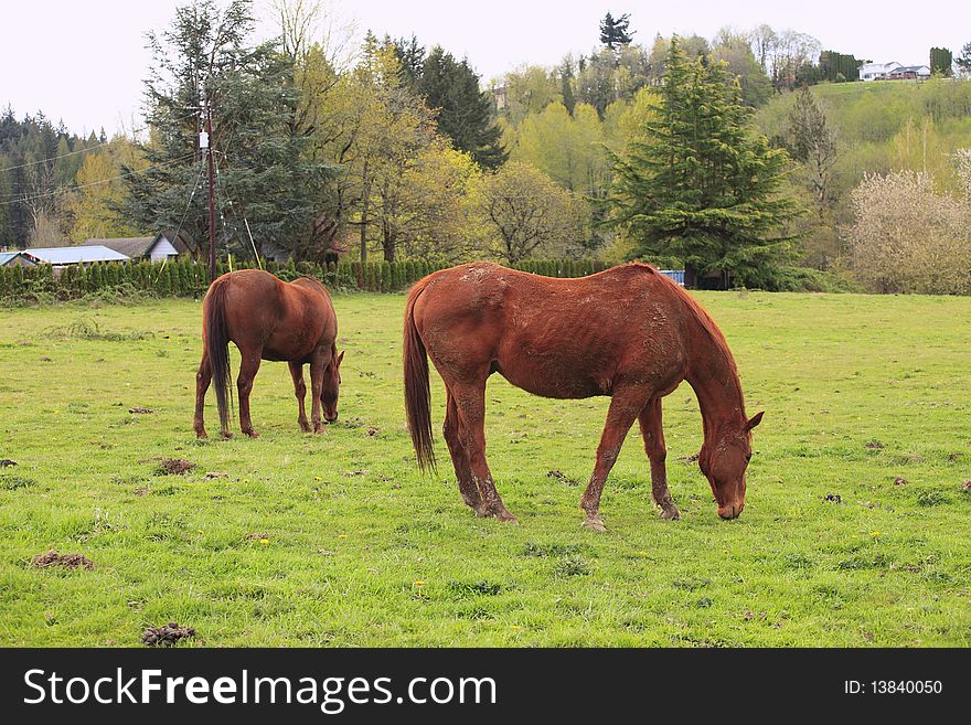 Two horses grazing in an open field in a countryside. Two horses grazing in an open field in a countryside.