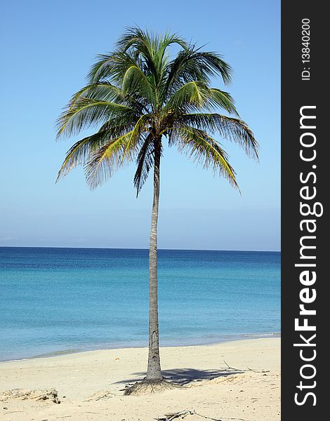 Single Coconut Palm Tree In The Beach, In Cuba