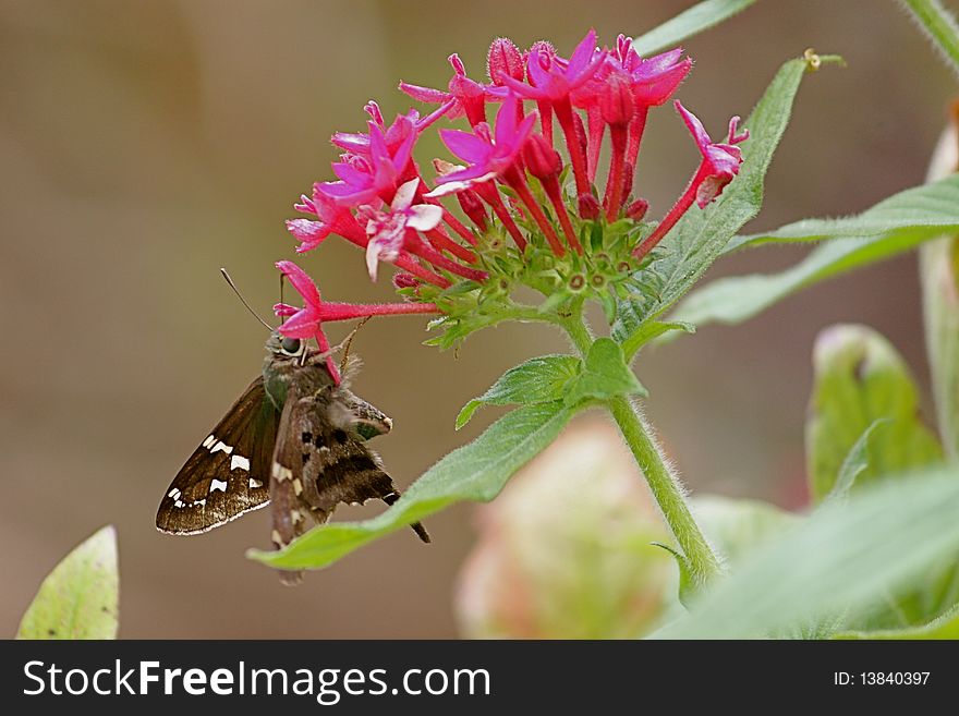 A butterfly rests on small flowers. A butterfly rests on small flowers