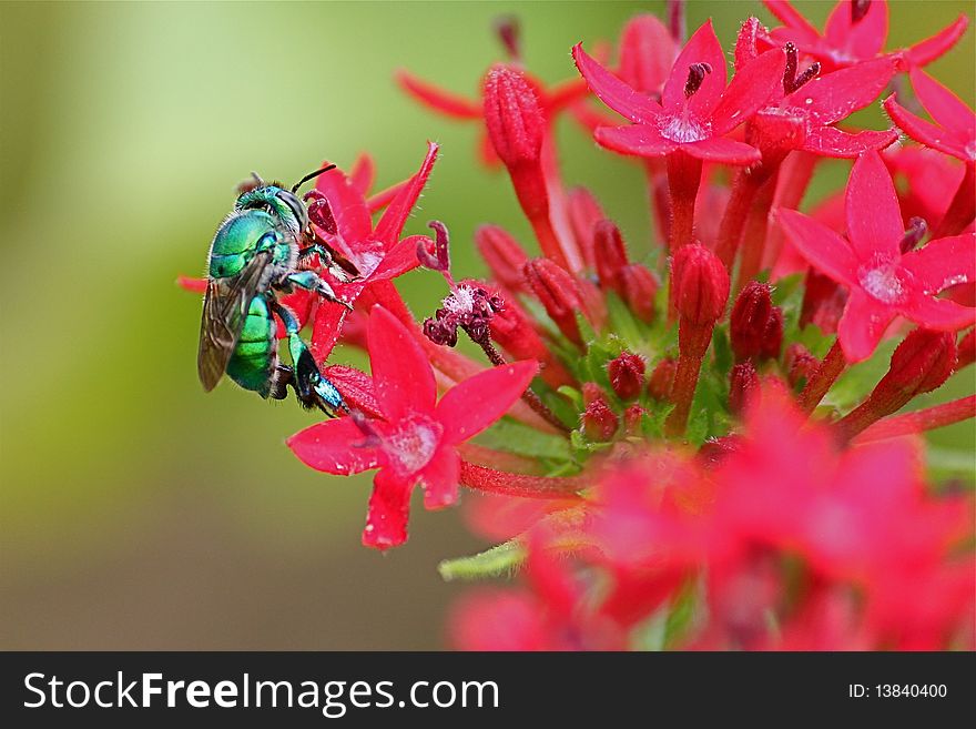 Green insect flies onto flowers. Green insect flies onto flowers
