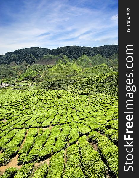 Tea plantations found in Cameron Highlands, Malaysia. Tea plantations found in Cameron Highlands, Malaysia